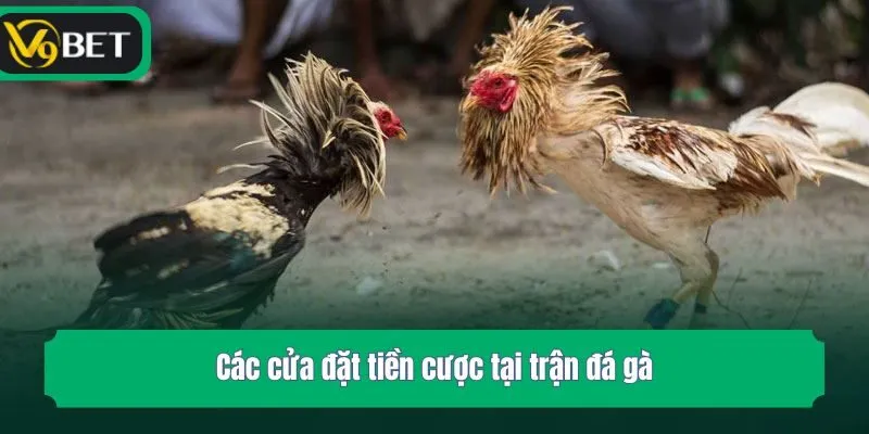 Các cửa đặt tiền cược tại trận đá gà