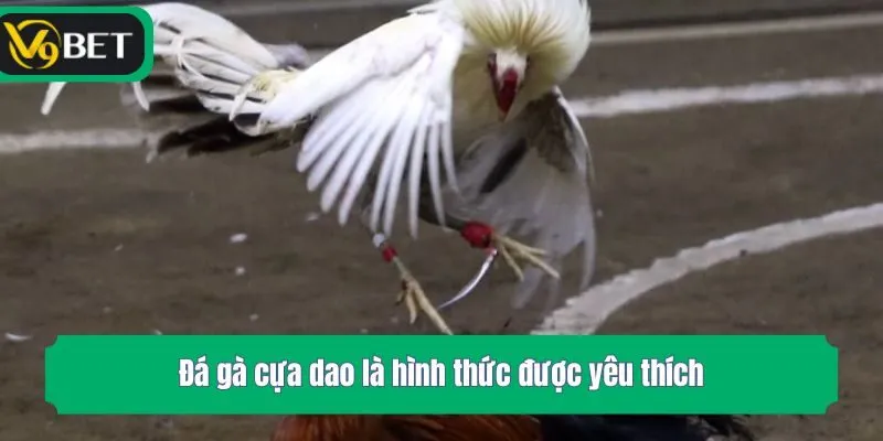 Đá gà cựa dao là hình thức được yêu thích
