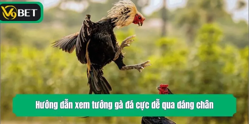 Hướng dẫn xem tướng gà đá cực dễ qua dáng chân