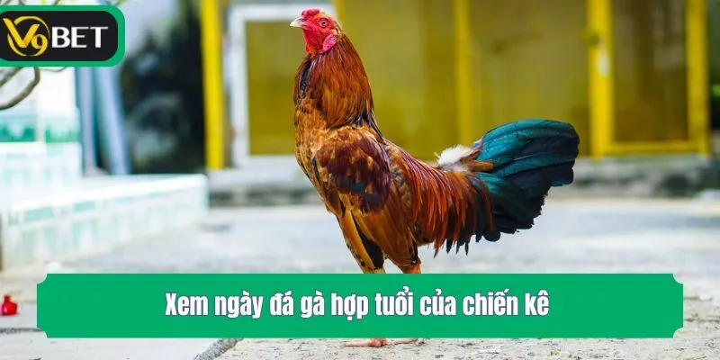 Xem ngày đá gà hợp tuổi của chiến kê
